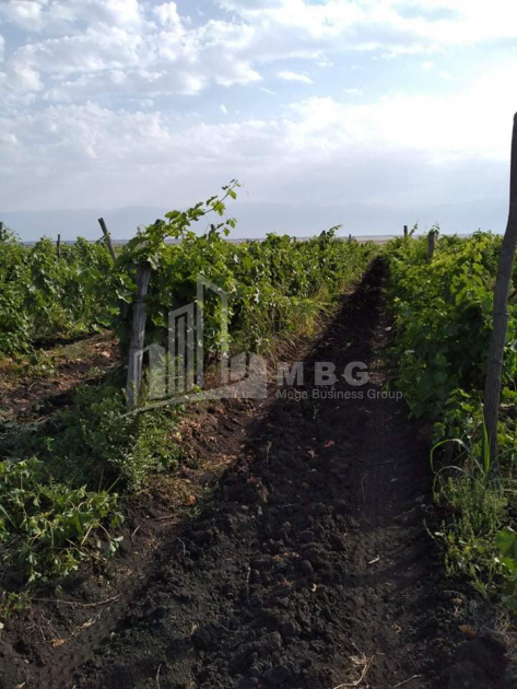 For Sale Land, Old Anaga, Signagi Municipality, Municipalities of Kakheti