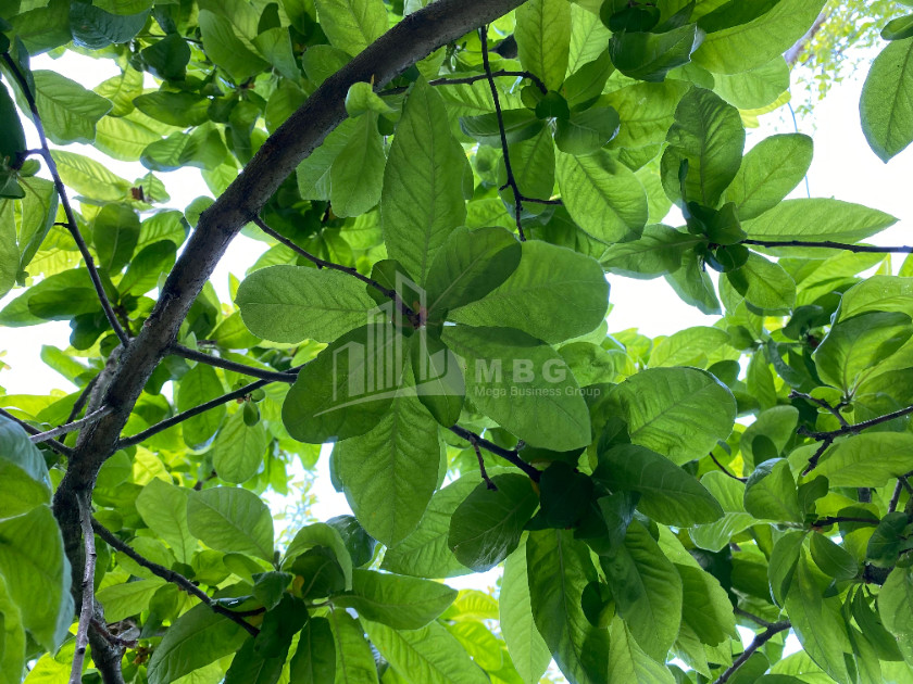 Business for sale Commercial Telavi Kakheti