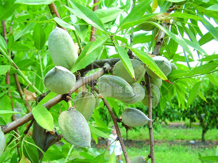 For Sale Orchards Land In Bolnisi