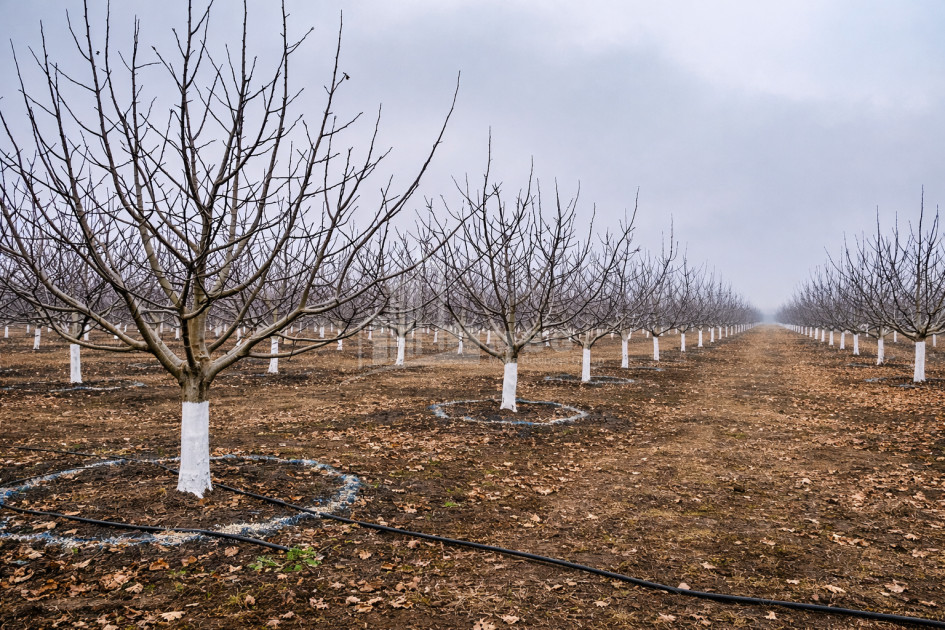 Продается Ореховый сад Земля В Мелани, Гурджаани