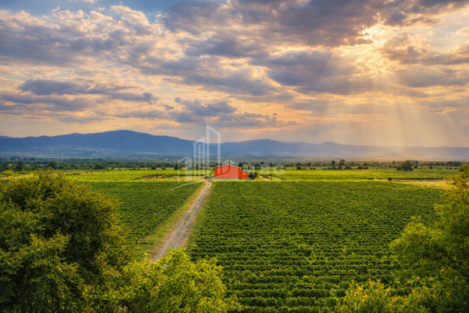 იყიდება მიწის ნაკვეთი ნაფარეული თელავი კახეთი