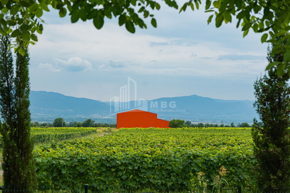 For Sale Land Napareuli Telavi Kakheti