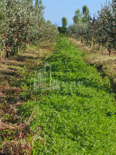 For Sale Land Khobi Samegrelo   Upper Svaneti