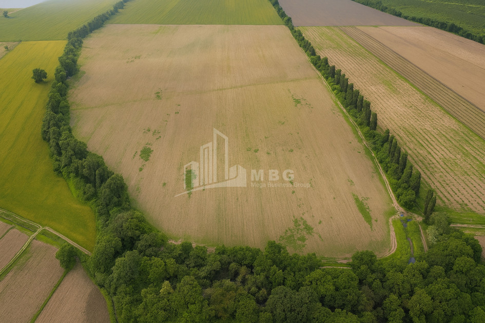 For Sale Land Telavi Kakheti