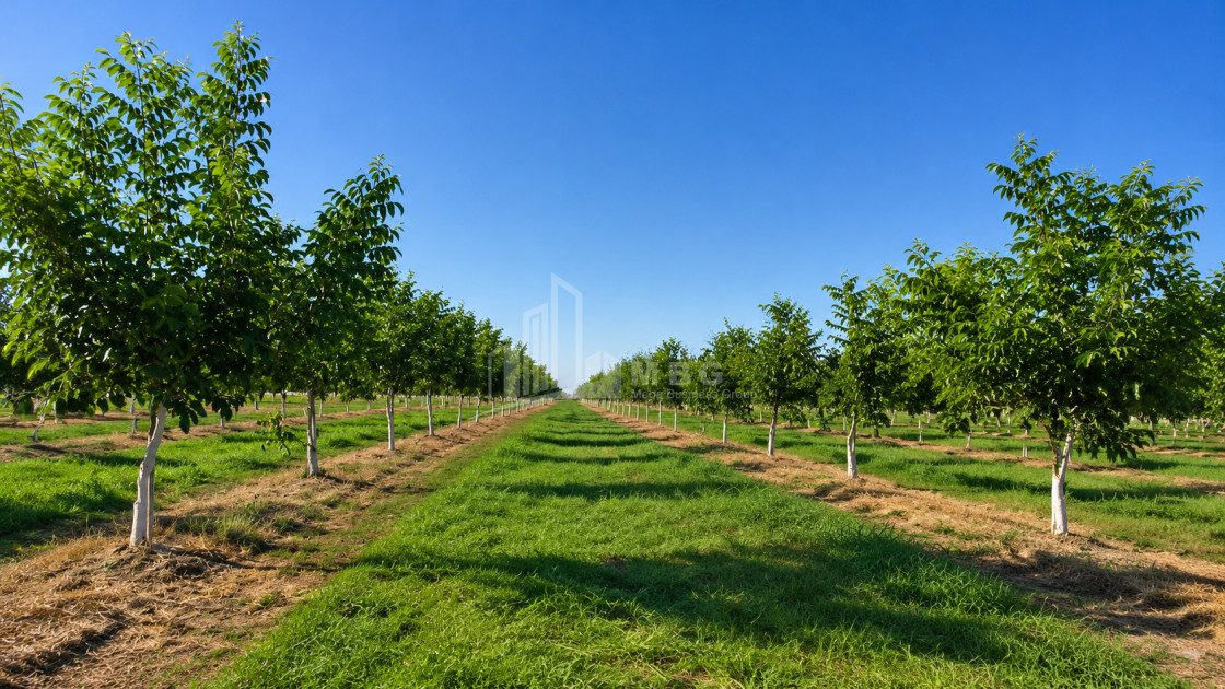 For Sale Walnut orchard Land In Anaga, Signagi