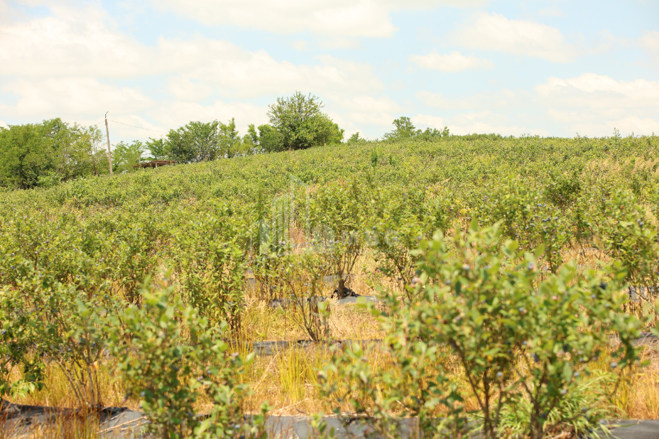 For Sale Orchards Land In Senaki