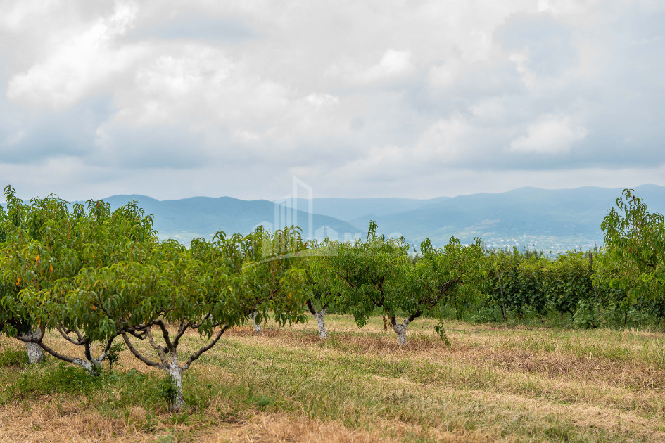 For Sale Land Kakheti