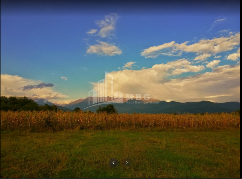 For Sale Vineyard - Chateau Land, in Matani