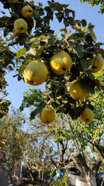 იყიდება სამოსახლო მიწის ნაკვეთი, მუხიანის დაჩები