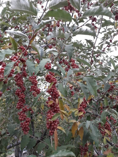 იყიდება სამოსახლო მიწის ნაკვეთი, მუხიანის დაჩები