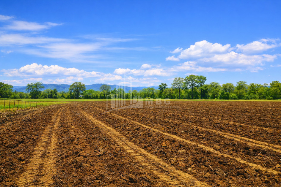 იყიდება სავენახე - საშატოე მიწის ნაკვეთი თელავში