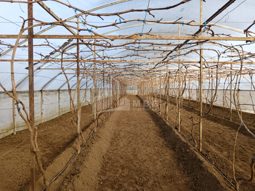 For Sale Land, Nosiri, Senaki, Samegrelo