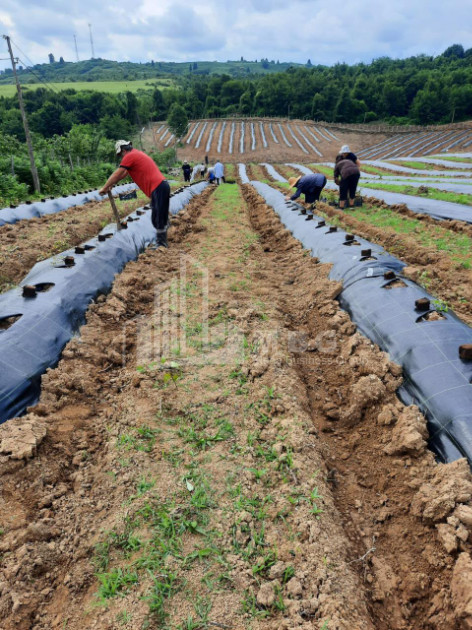 For Sale Blueberry orchard Land In Baileti, Ozurgeti