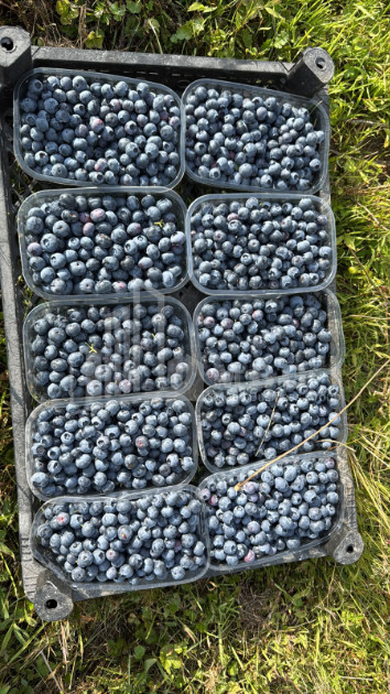For Sale Blueberry orchard Land In Baileti, Ozurgeti