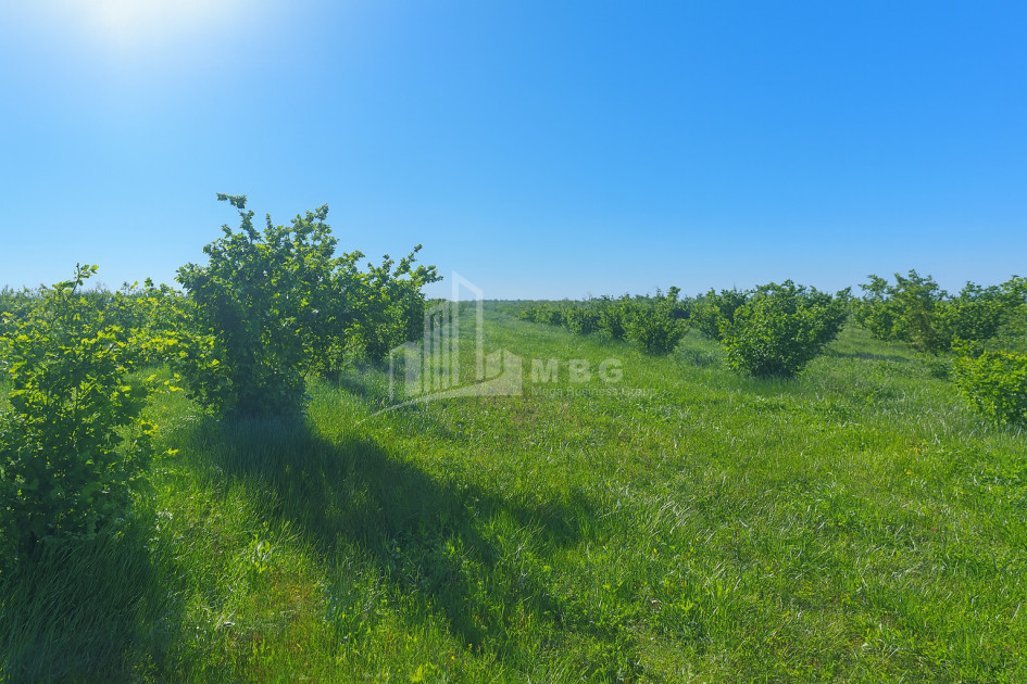 For Sale Land Kvemo Shukhuti Lanchkhuti Municipalities of Guria