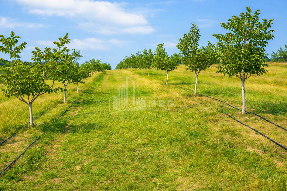 Продается Фруктовые сад Земля В Хашури