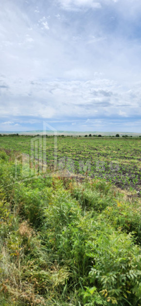 For Sale Land Badiauri Sagarejo Kakheti