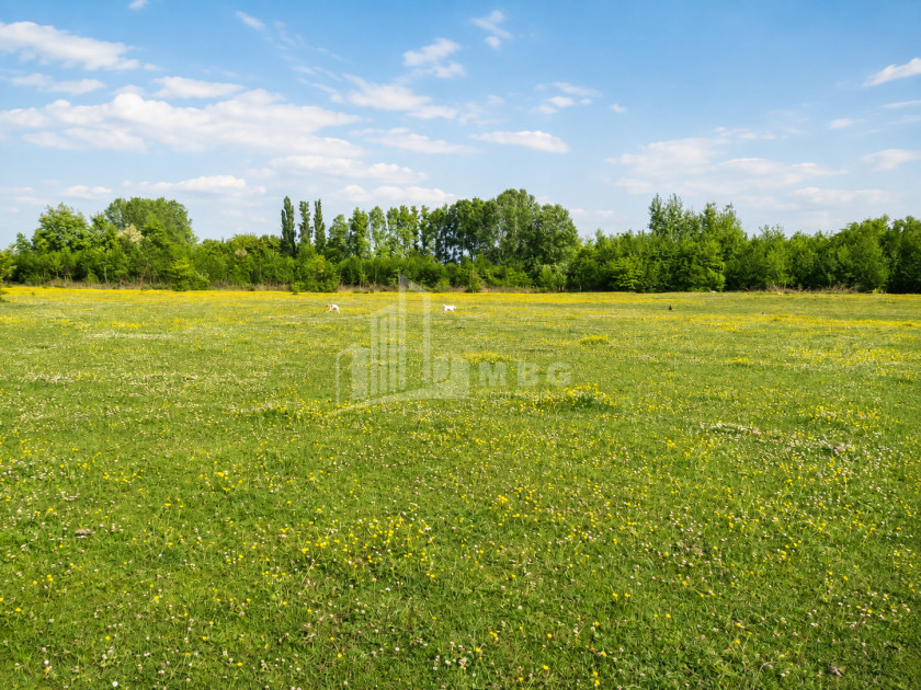 For Sale Orchards Land In Abasha