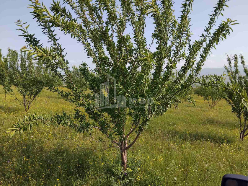 Продается Земля Сагареджо Кахети