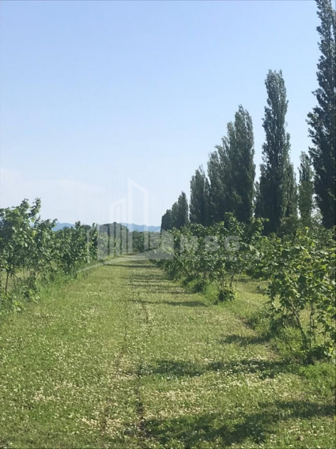 Продается Фруктовые сад Земля, в Сенакски