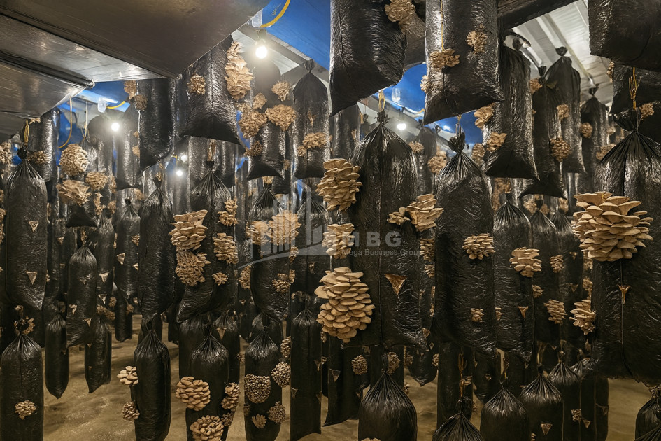 For Sale Commercial Okami Kaspi Shida Kartli