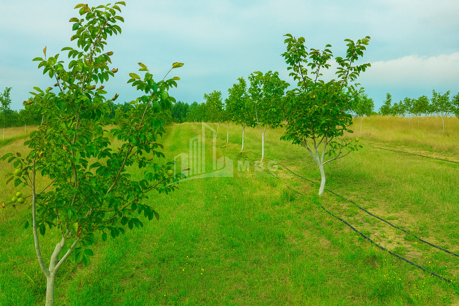 იყიდება მიწის ნაკვეთი ხაშური შიდა ქართლი