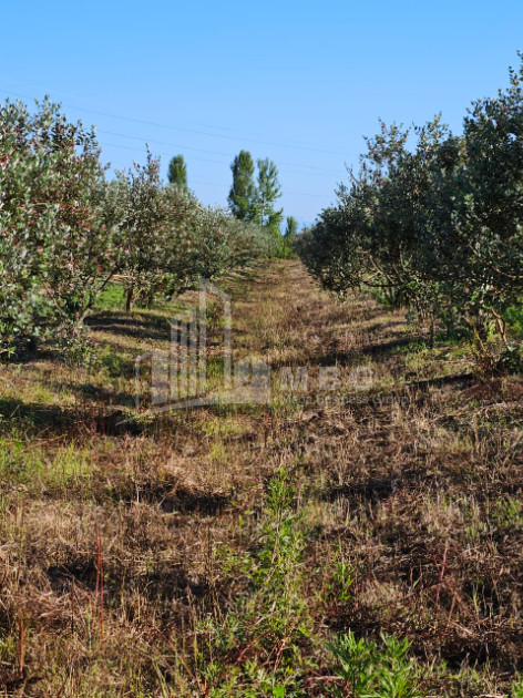 For Sale Land Khobi Samegrelo   Upper Svaneti