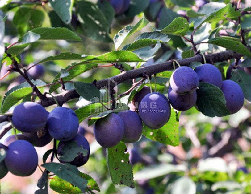 For Sale Orchards Land, in Okami