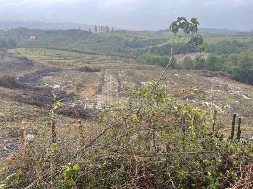 For Sale Blueberry orchard Land In Baileti, Ozurgeti