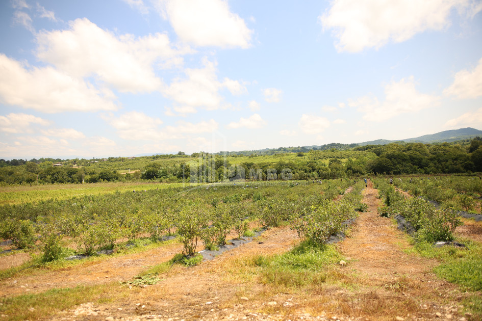 For Sale Orchards Land In Senaki