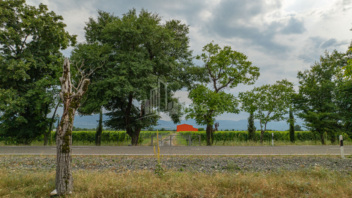 For Sale Land Napareuli Telavi Kakheti