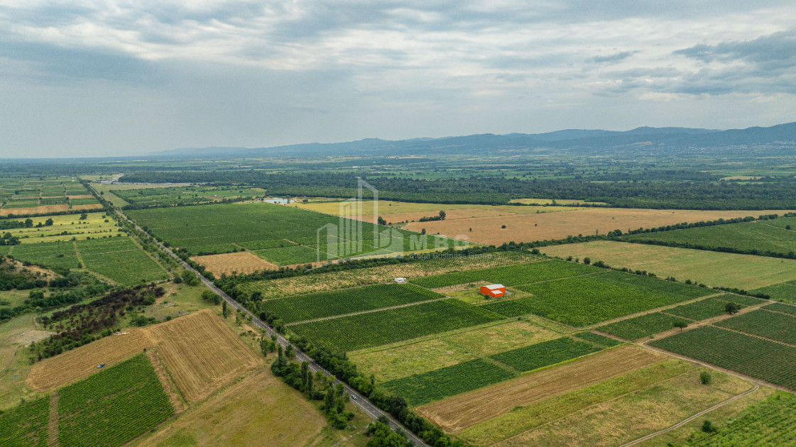 For Sale Land Napareuli Telavi Kakheti