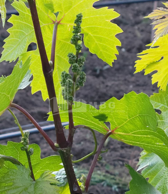 იყიდება კომერციული ფართი ძეგვი მცხეთა მცხეთა   მთიანეთი