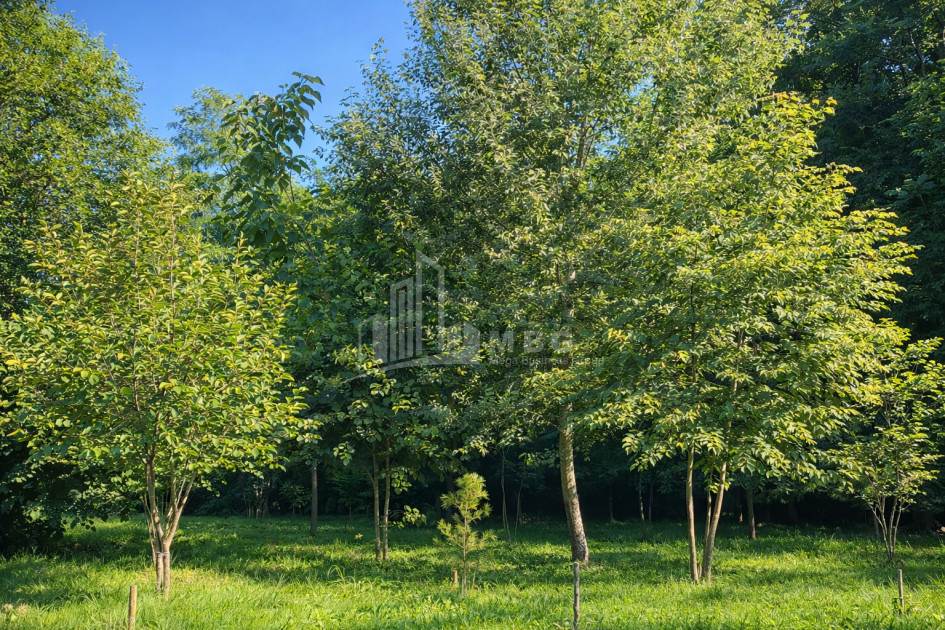 Business for sale Commercial Telavi Kakheti