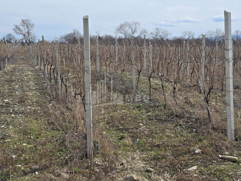 For Sale Orchards Land In Tsinandali, Telavi