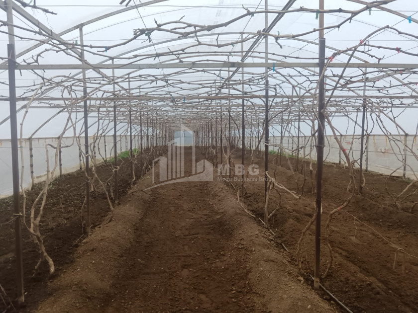 For Sale Land, Nosiri, Senaki, Samegrelo