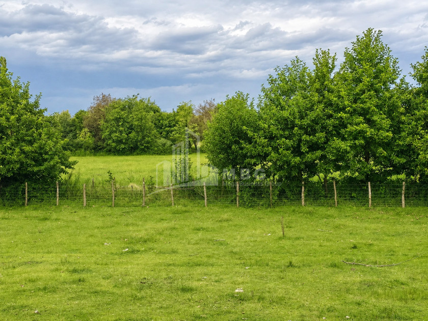 For Sale Orchards Land In Abasha