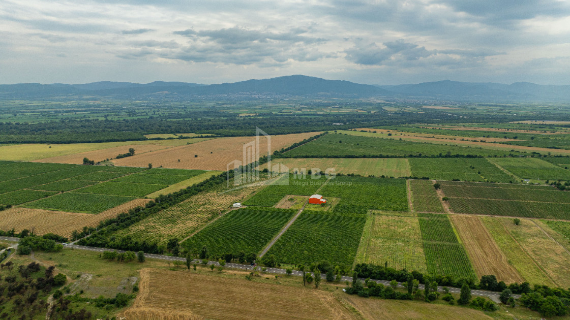 For Sale Land Napareuli Telavi Kakheti