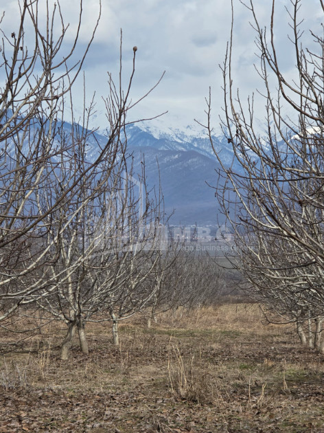 For Sale Orchards Land In Tsinandali, Telavi