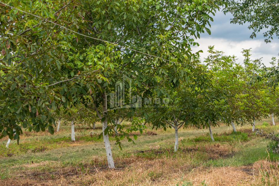 For Sale Land Kakheti