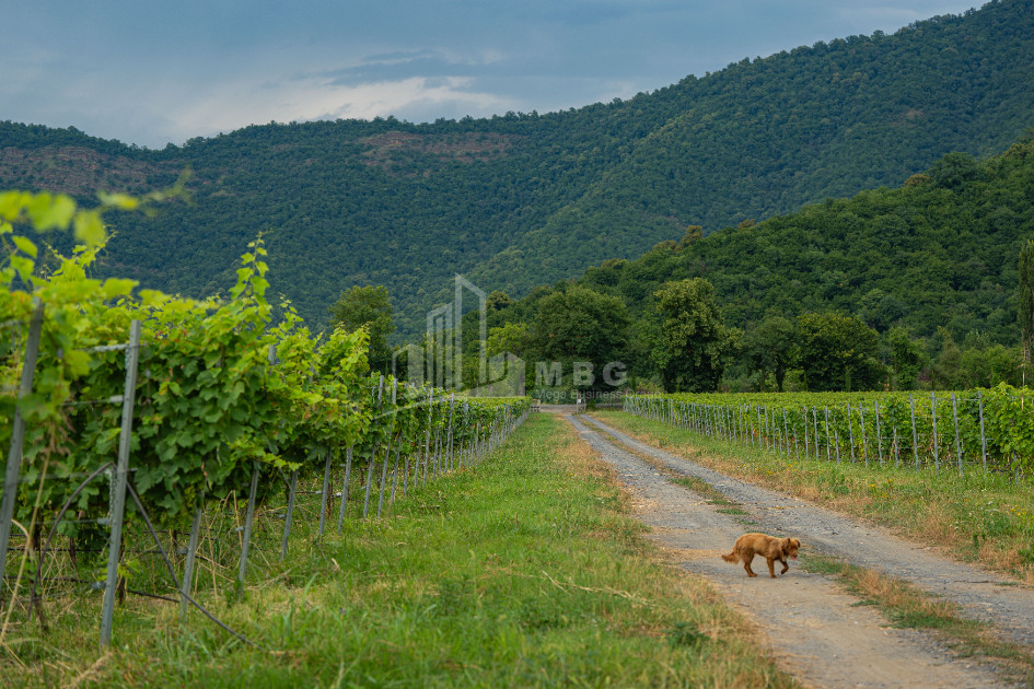 For Sale Land Napareuli Telavi Kakheti