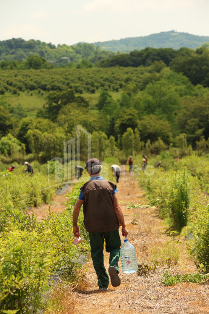 For Sale Orchards Land In Senaki