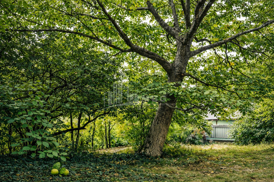 For Sale Old building House - Villa In Sagarejo