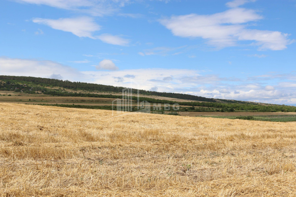 For Sale Country Land, in Borjomi