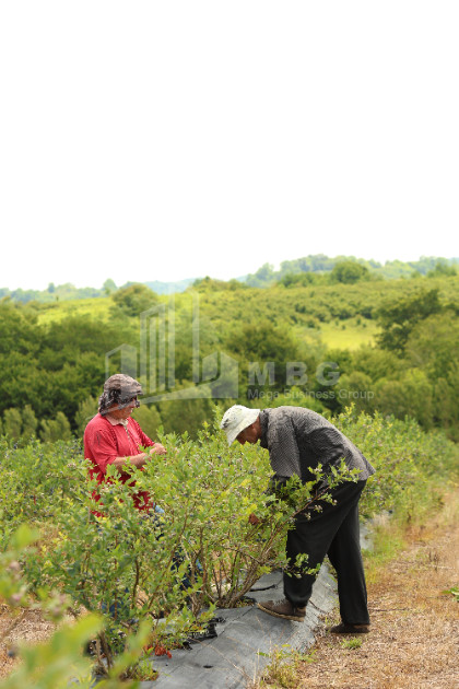 For Sale Orchards Land In Senaki