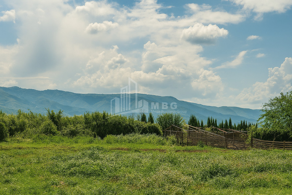 იყიდება მიწის ნაკვეთი საქობო სიღნაღი კახეთი