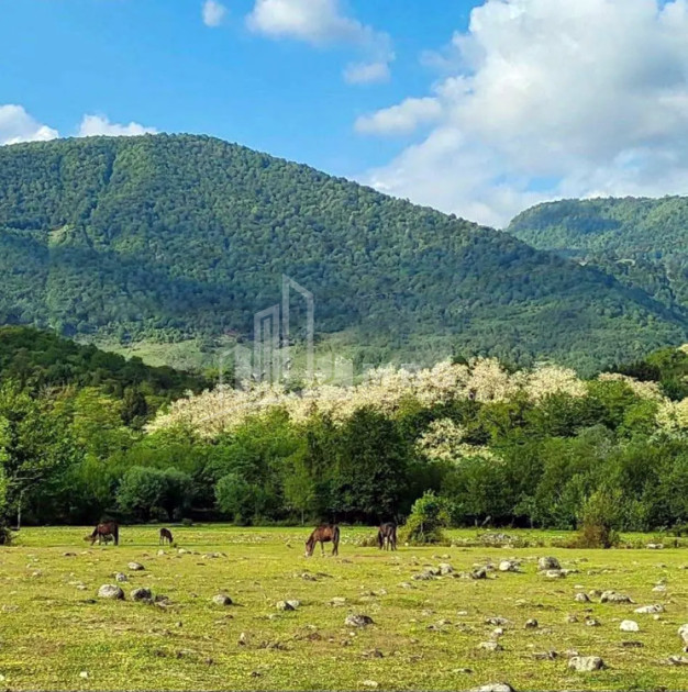 For Sale Land Salkhino Martvili Samegrelo   Upper Svaneti
