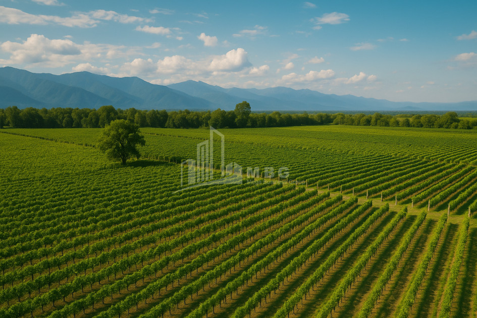 იყიდება ხეხილის ბაღი მიწის ნაკვეთი, ბაკურციხე