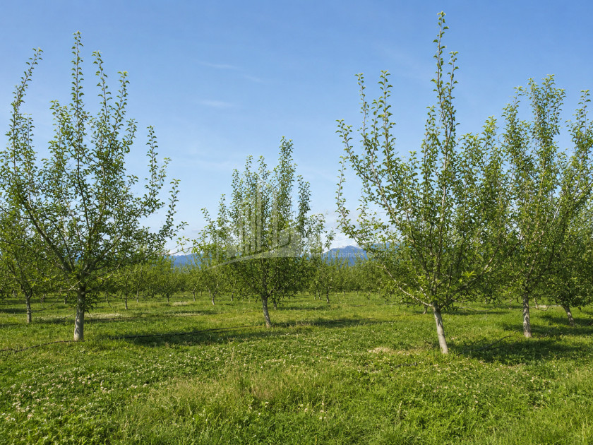 For Sale Orchards Land In Tsinandali, Telavi