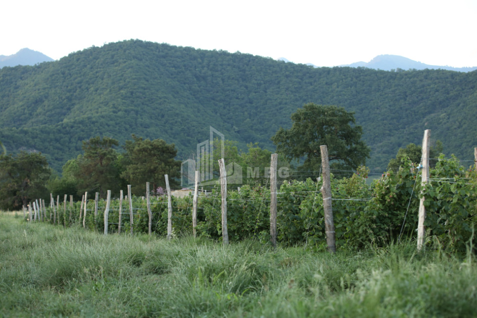 For Sale Land Kvareli Kakheti